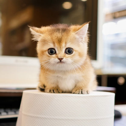 Munchkin - Muya (Female)