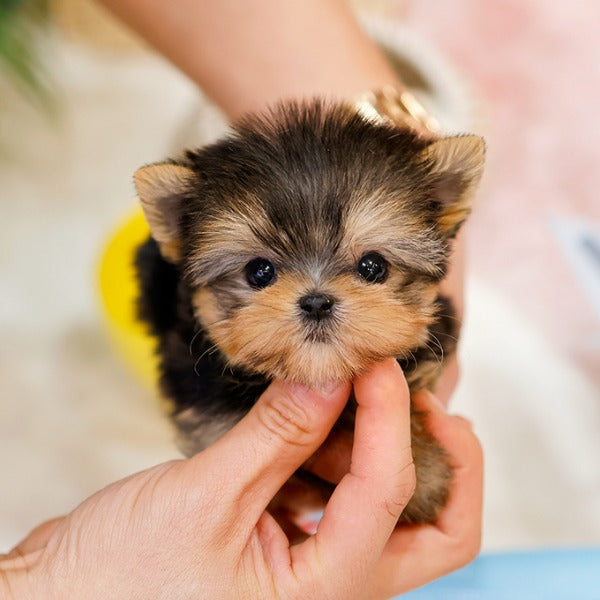 Yorkshire Terrier - Gahi (Female)
