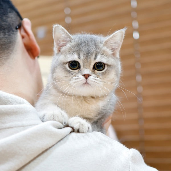 British Shorthair - Syuga (Female)