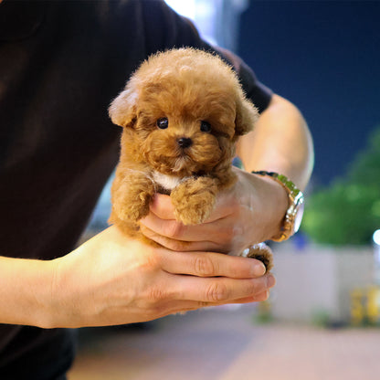 Poodle - Yeondubu (Male) $4800