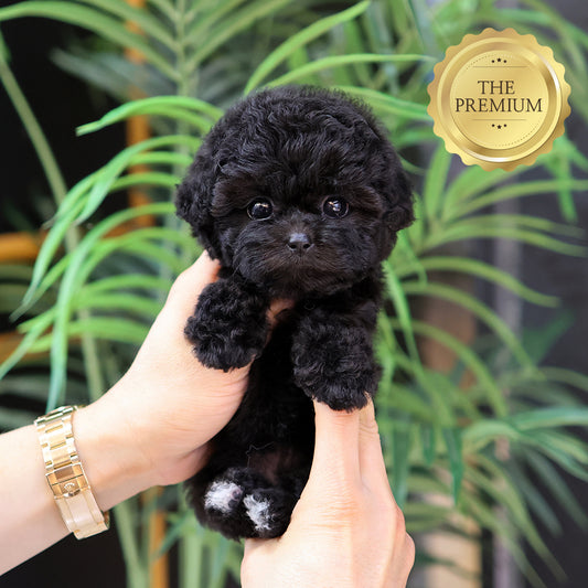 Poodle - Yeoul (Female) $4000