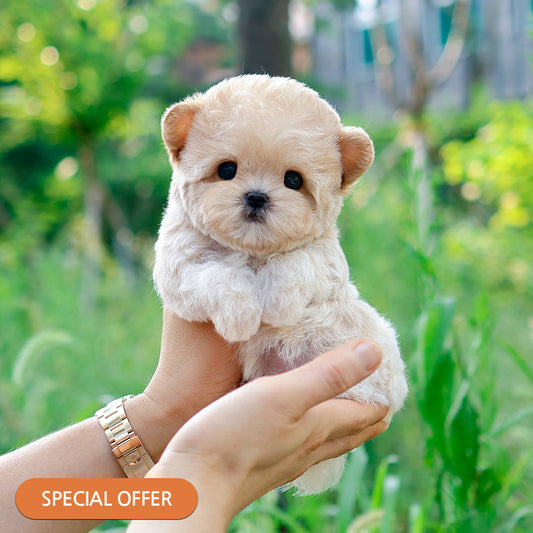 Maltipoo - Kuma (Female) $2400