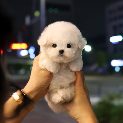Bichon Frise - Beoteo (Male) $3800
