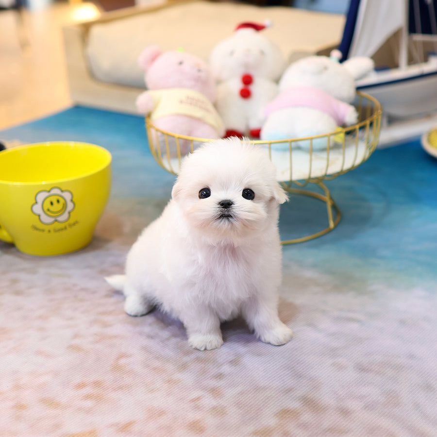 Teacup Maltese female puppy available at Cute Ptiga