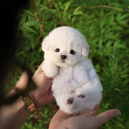 Bichon Frise - Hami (Male)
