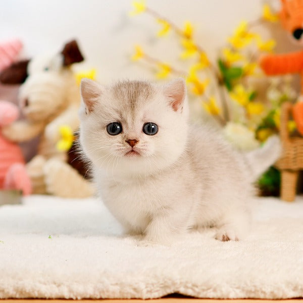 Munchkin - Haeri (Male)