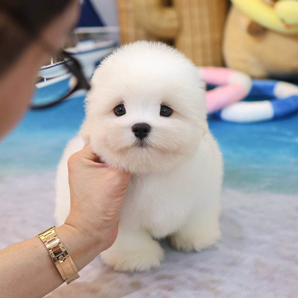 Coton De Tulear - Popi (Male) $6800