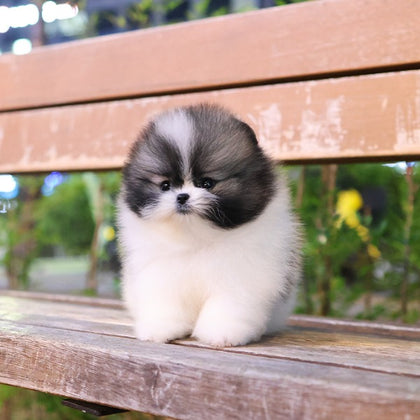Pomeranian - Angpang (Female)