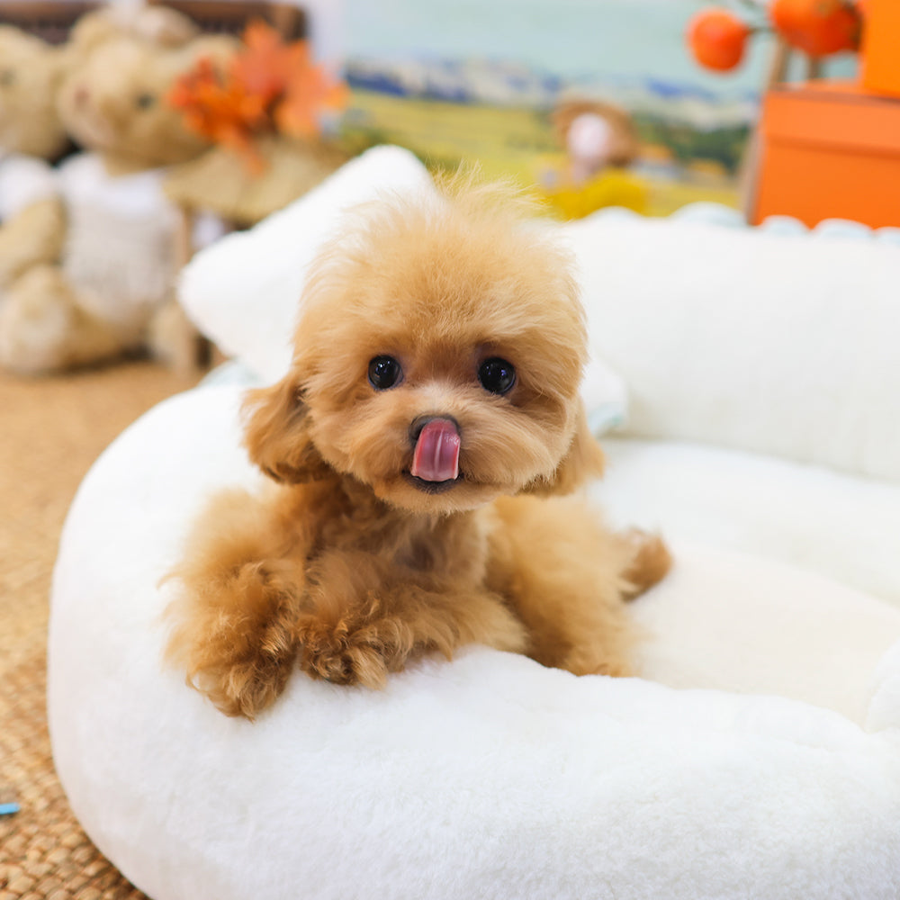 Poodle - Susu (Male) $2000