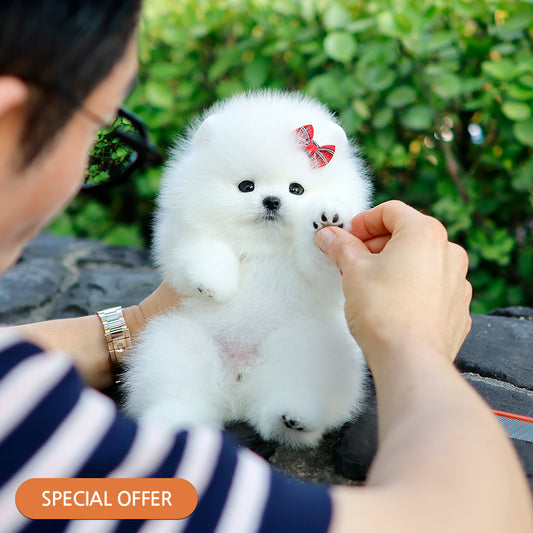 Pomeranian - Tori (Female) $2400