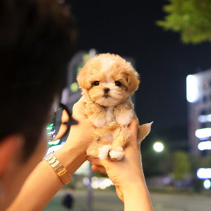 Maltipoo - Dallok (Male) $2600