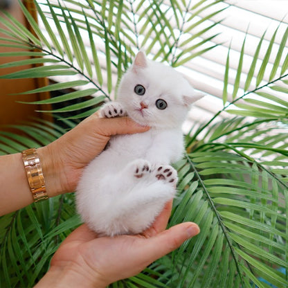 Munchkin - Dori (Male)