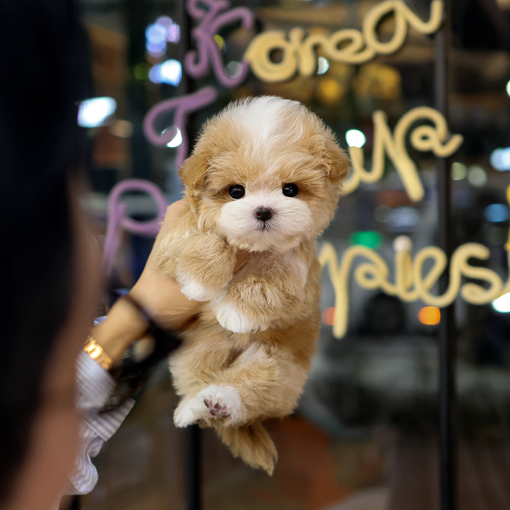 Maltipoo - Ria (Female) $4200