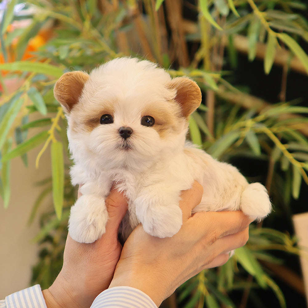 Maltipoo - Hiro (Male) $3300