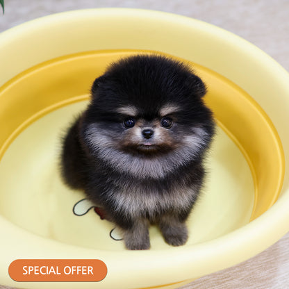 Pomeranian - Baekseol (Female) $2600