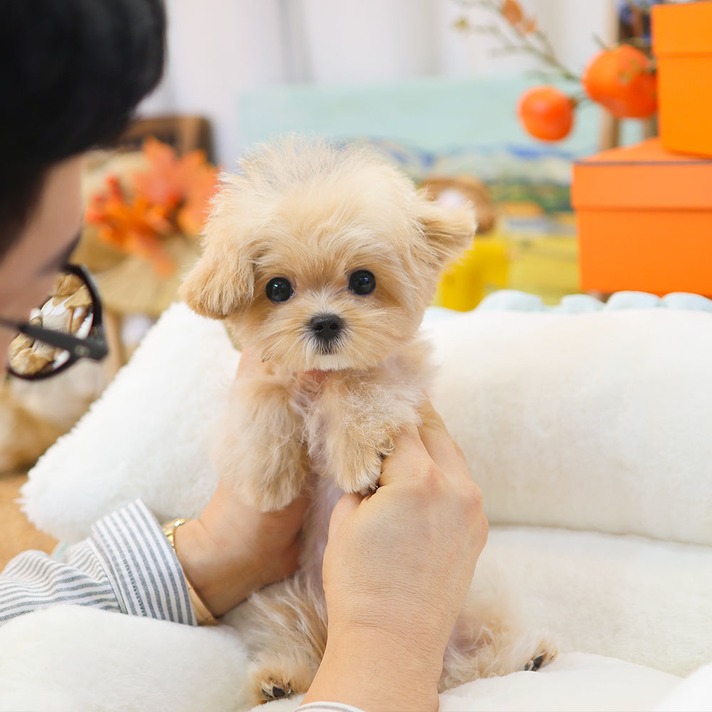 Maltipoo - Ppoppo (Female) $2000