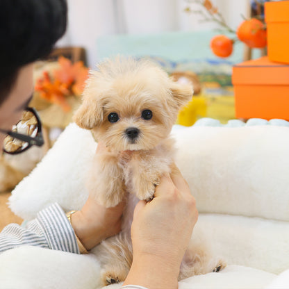 Maltipoo - Ppoppo (Female) $2000