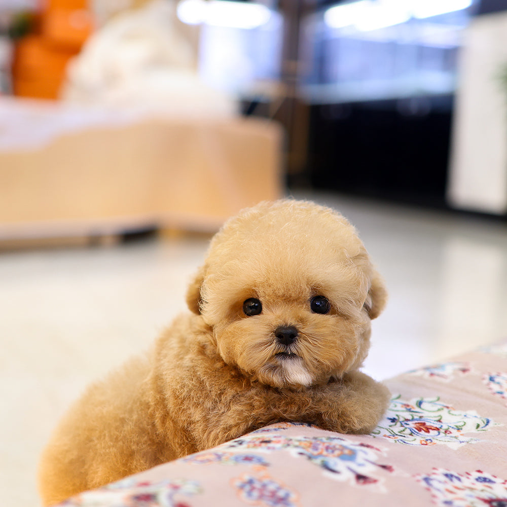 Poodle - Rein (Female) $5200