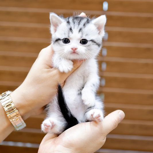 Munchkin - Neopeu (Female)