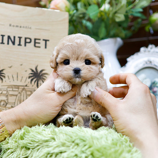 Maltipoo - Sunjji (Hembra)