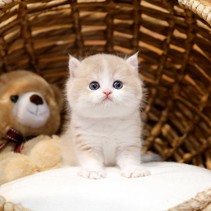 British Shorthair - Dongki (Male) $2400