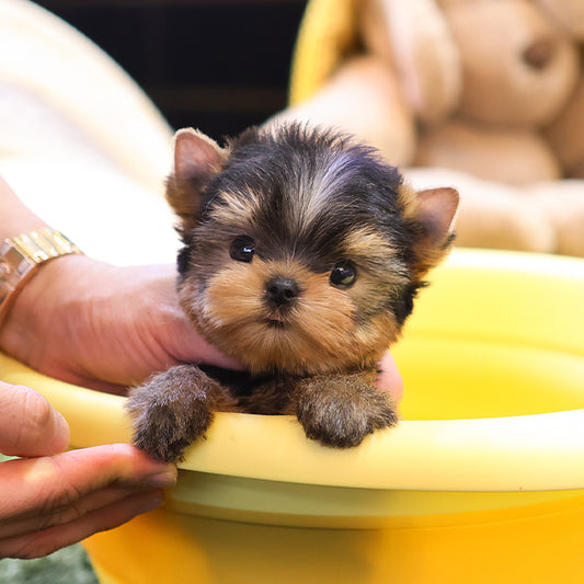 Yorkshire Terrier - Daege (Female)