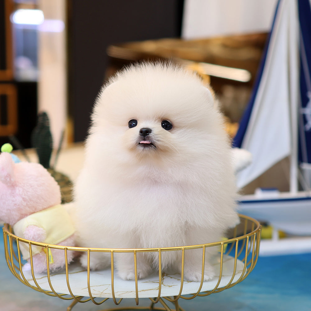 Pomeranian - Daegu (Female) $2400