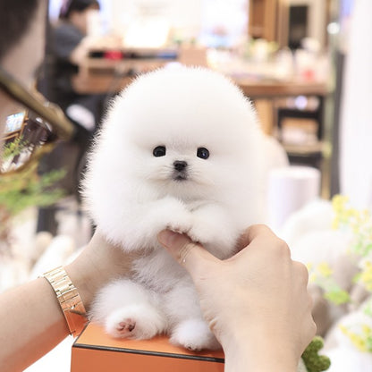 Pomeranian - Hayang (Male)