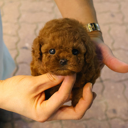 Poodle - Luan (Female) $4000