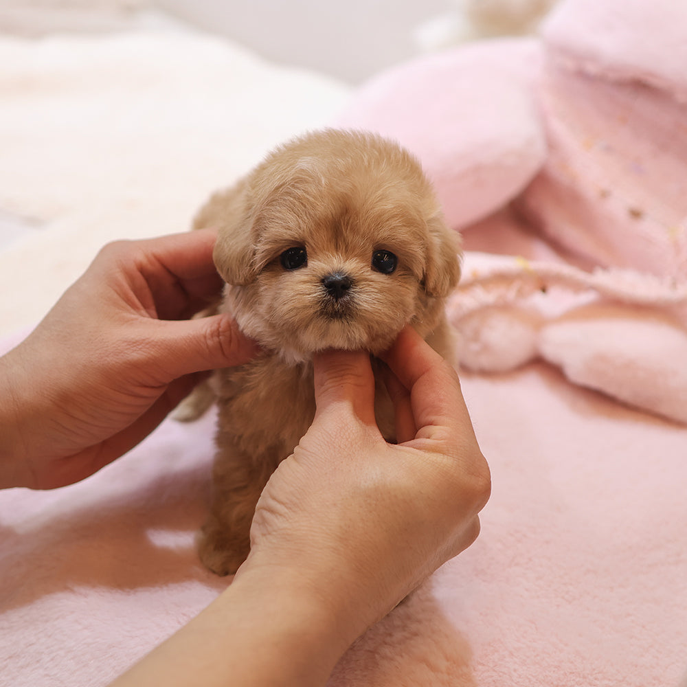 Maltipoo - Bunny (Female) $2700