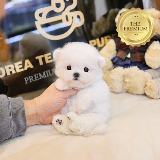 Bichon Frise - Kkumang (Female) $4500