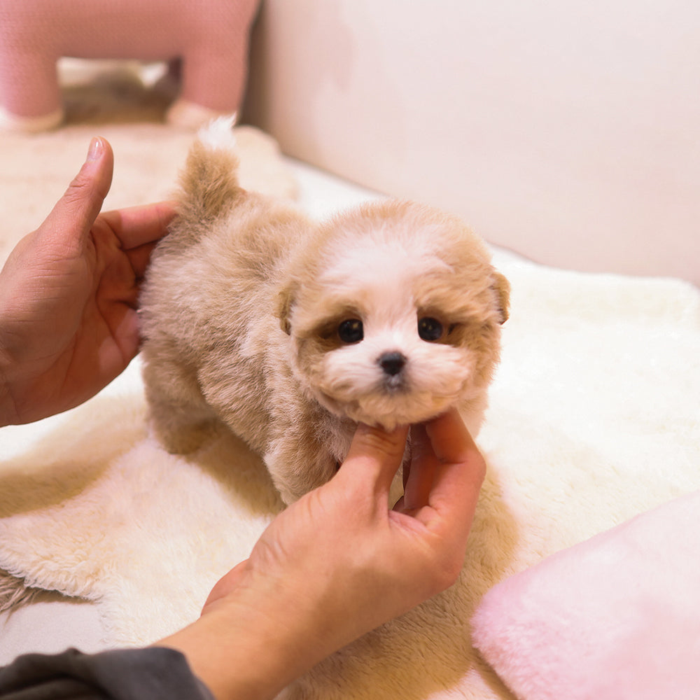 Maltipoo - Beobeul (Male) $5500