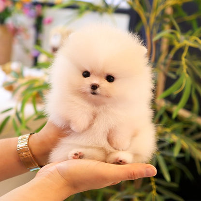 Pomeranian - Boke (Female)