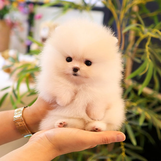 Pomeranian - Boke (Female)