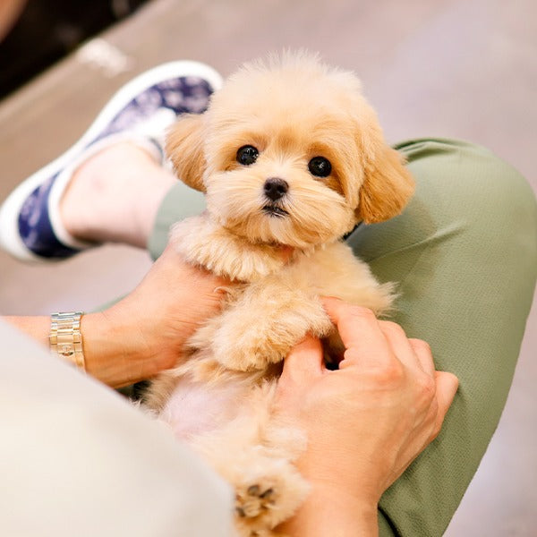 Maltipoo - Ppuu (Female)