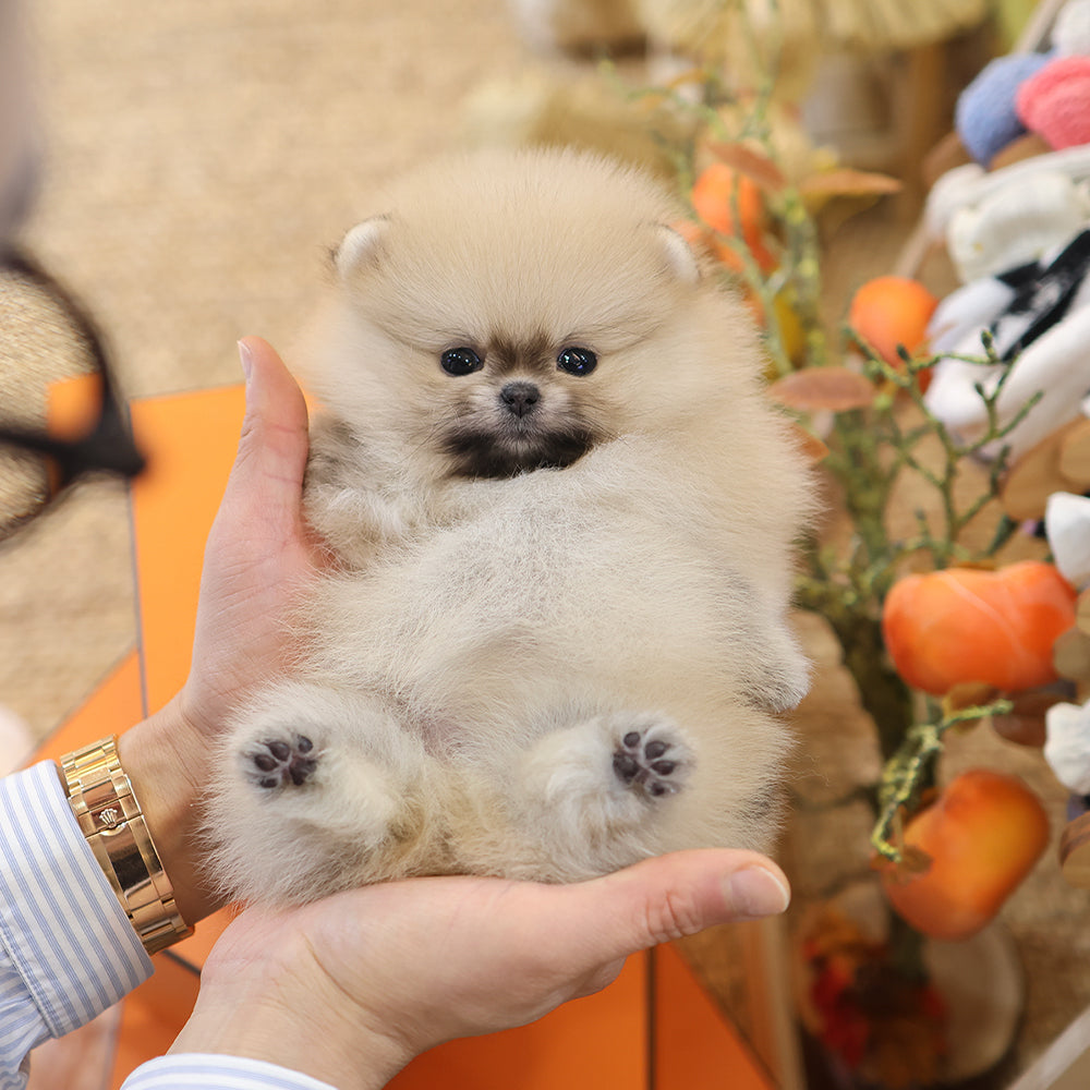 Pomeranian - Coby (Female) $4500