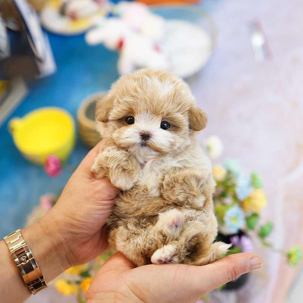 Maltipoo - Kirong (Female) $4200
