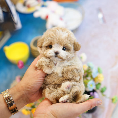 Maltipoo - Kirong (Female) $4200