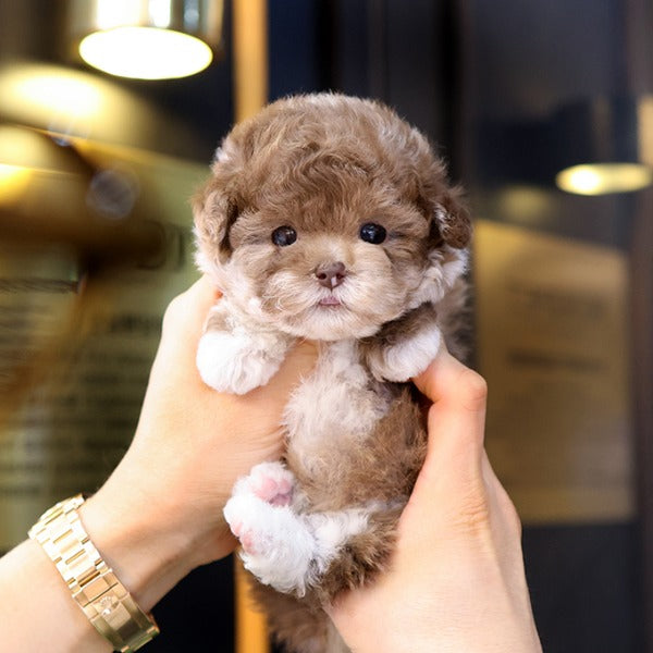 Poodle - Alleop (Female)