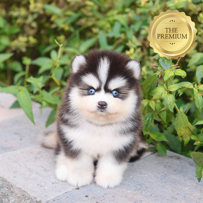 Pomsky - mio (Female) $5200