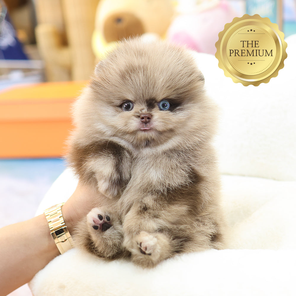 Pomeranian- Puki (Male) $5300