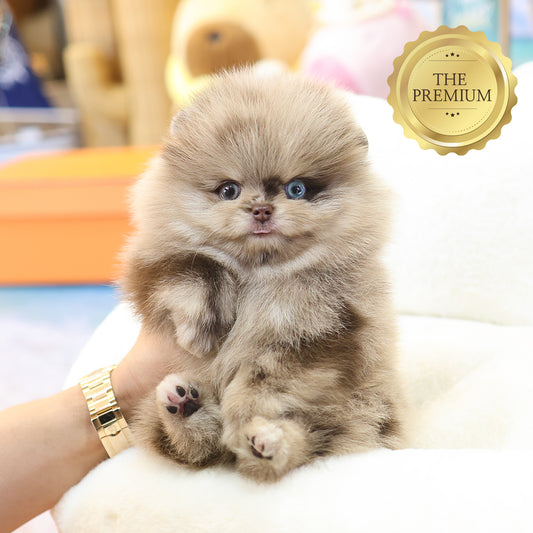 Pomeranian- Puki (Male) $5300