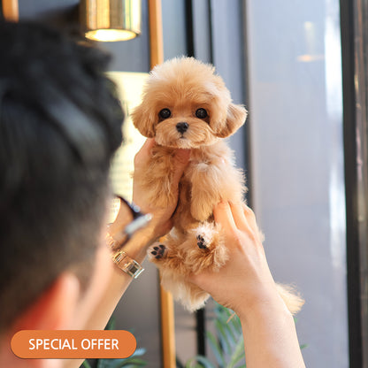 Poodle - Jena (Female) $2600