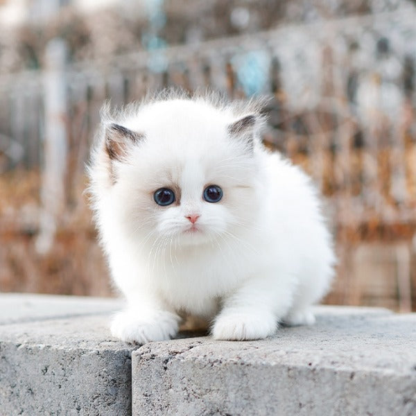 Ragdoll - Kokoa (Female)