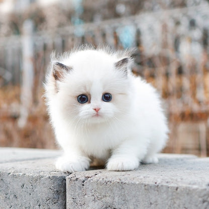 Ragdoll - Kokoa (Female)