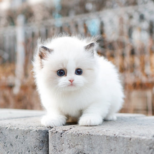 Ragdoll - Kokoa (Female)