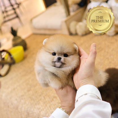 Pomeranian - Kawa (Male) $4000
