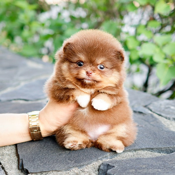 Pomeranian - Pini (Female)