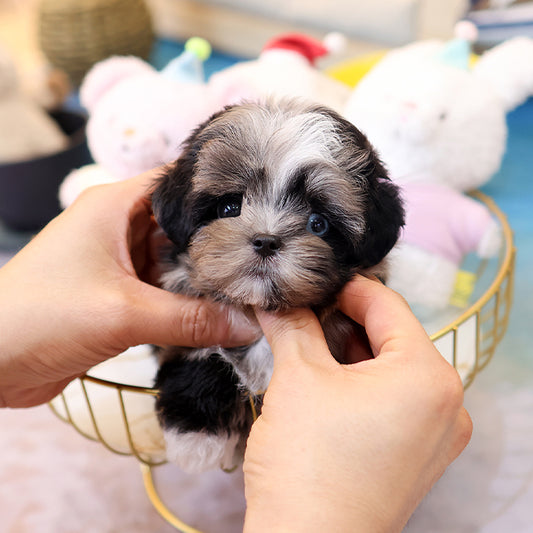 Maltipoo - Meonji (Female)