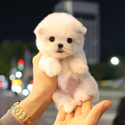 Maltese - Seoul (Female) $3000